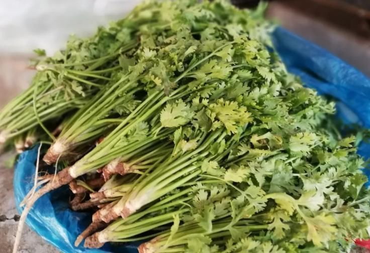 根部|保存香菜,最忌直接放冰箱教你饭店方法,半年还新鲜,不黄不坏