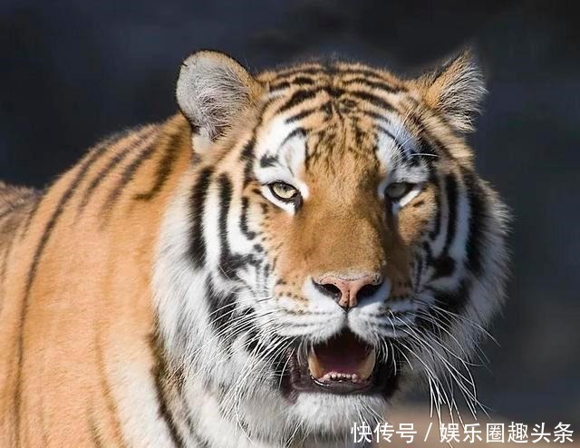 冰雪丝路|长白山的文化与精神是怎样炼成的!