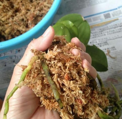 蝴蝶兰上盆时,水苔压紧好还是不压紧好?灵活应对,根粗苗壮