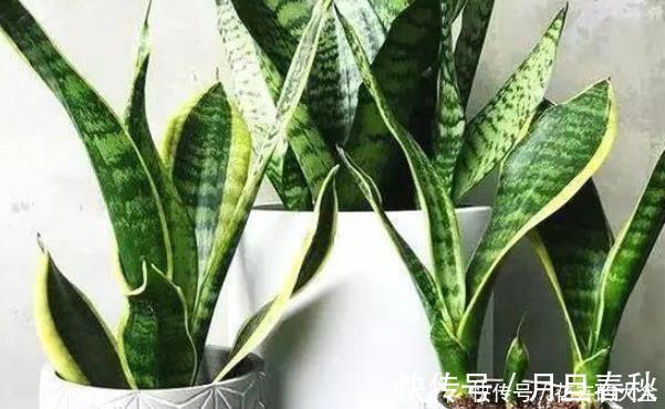 虎皮兰|打开虎皮兰这个神秘机关,生长冒芽摁不住,还不知道的赶紧了解