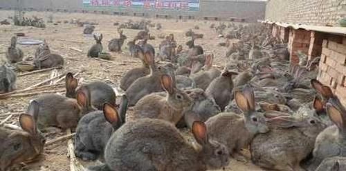 国外泛滥成灾,让人无可奈何,国内却成美味被大量养殖,一只90元