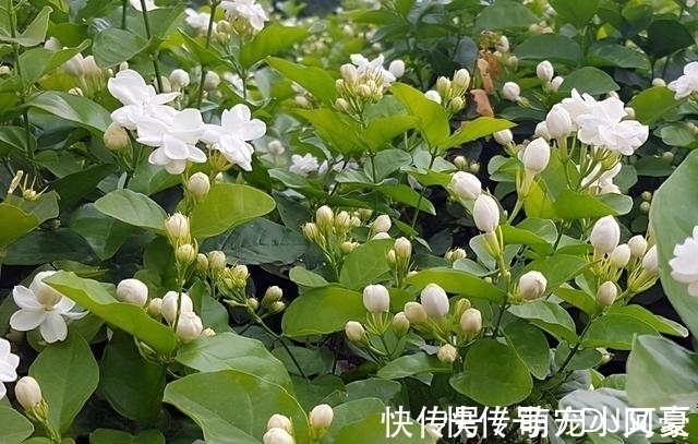 花市上的茉莉“满头花苞”,花香浓,原来是“这样”养出来的