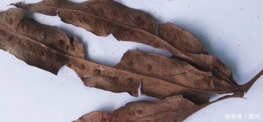 树干|农村这种缠着树长的野草,没想到是治疗肾结石的良药!你见过吗?