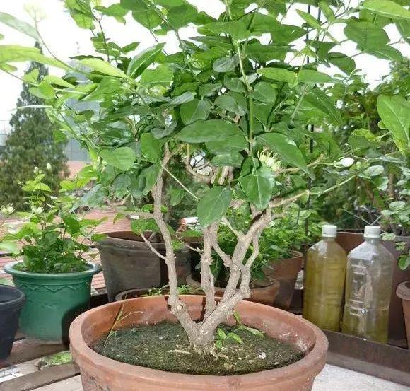 入冬后,这些花别折腾,越折腾越死