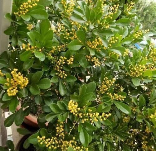 4种花美的出奇,开起花来“拦”不住,美不胜收,你养了吗