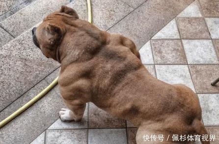 俯卧撑|一口气能做“30个俯卧撑”的男性,多半会是这3类人,希望你也给力