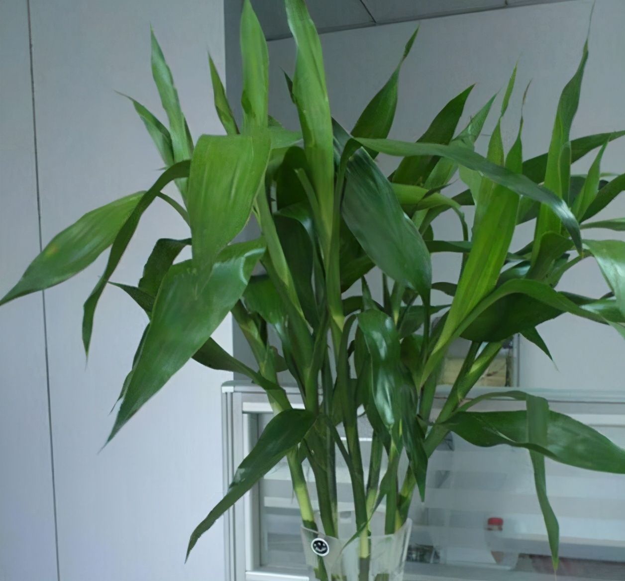 耐阴的四种花,养十年也不会丢,不费心年年生长健壮