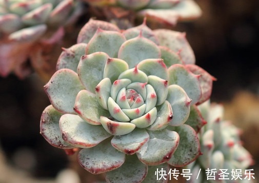 多肉姬莲怎么叶插教你3个小步骤,叶插不仅生根快速越长越旺盛