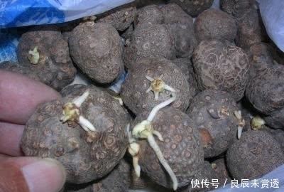 山沟|山沟沟里特有的5种野味 农村娃也未必认识