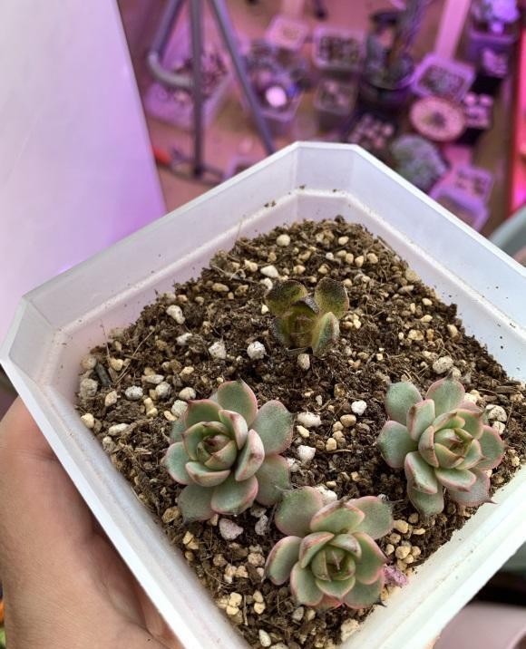  光灯|冬季养多肉，面临缺光问题，使用补光灯时，使用方式要用对