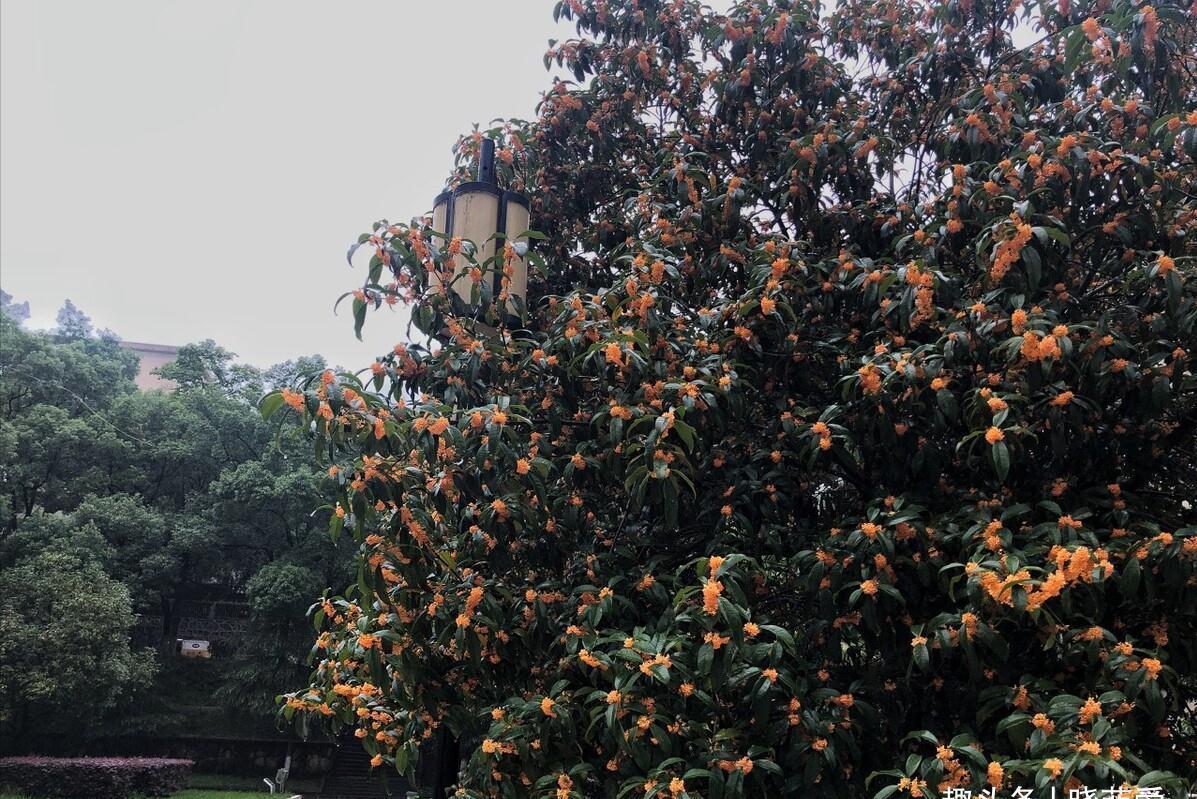 佛手|院子里适合种7种“镇宅树”,随便种一棵,“旺财添福”更旺家