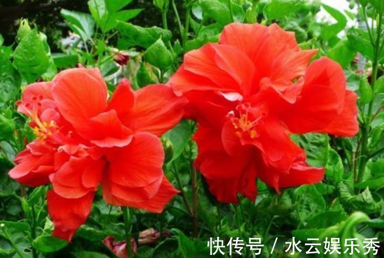 绣球花|4种花养家里,耐旱又耐晒,花开就爆盆,漂亮又好养!