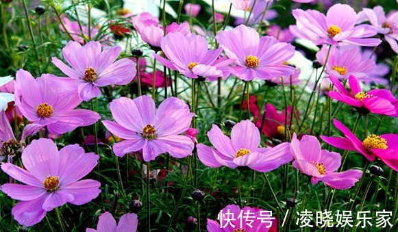 高颜值|在家养花，不如养些高颜值的菊花，高端大气又美观，花香清新脱俗