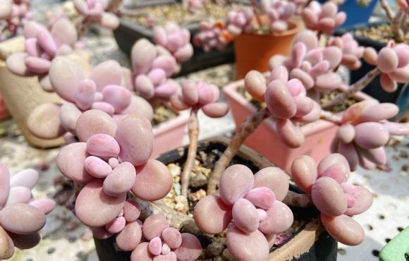 多肉植物|养了这么长时间的多肉,你有后悔吗?是不是也想要出坑了!