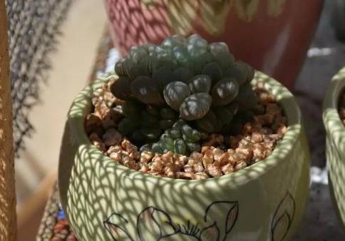 玉露|在家盆栽多肉玉露,不想它摊大饼、叶片干瘪就该注意这些