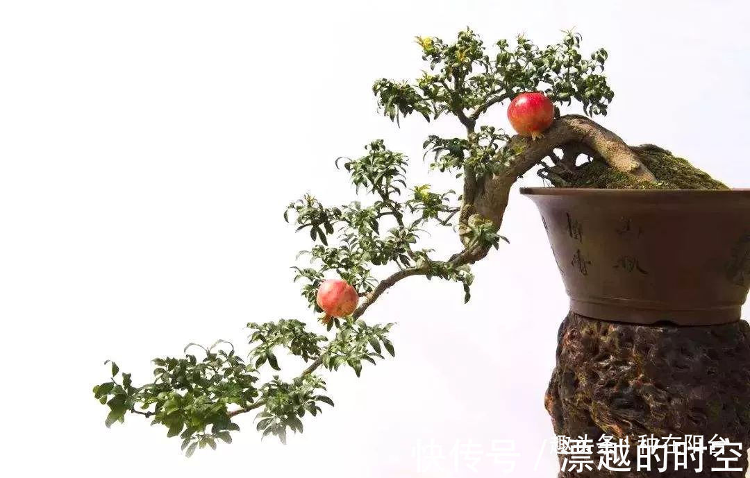 基部|你家盆景石榴不开花、不结果别急,一把剪刀就能解决!