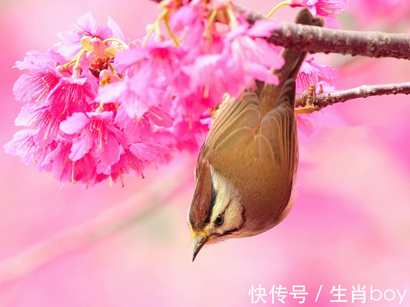 生肖|能够接受自己“人到中年，一事无成”的生肖，人生乐观且积极