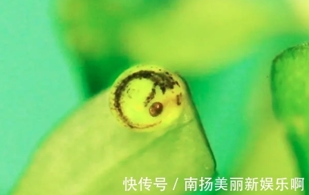 金鱼孵化后几天喂食