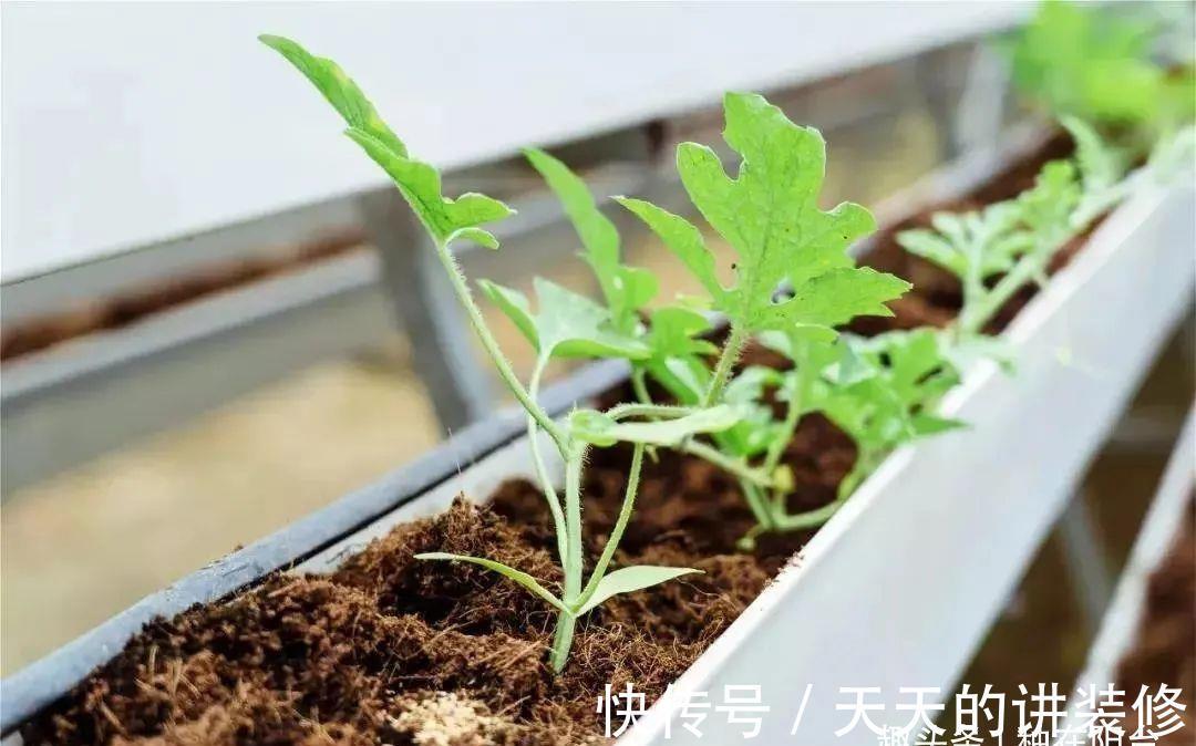 基质|“无土派”养花:善用8种栽培基质,混搭出好用的养花“大土”!