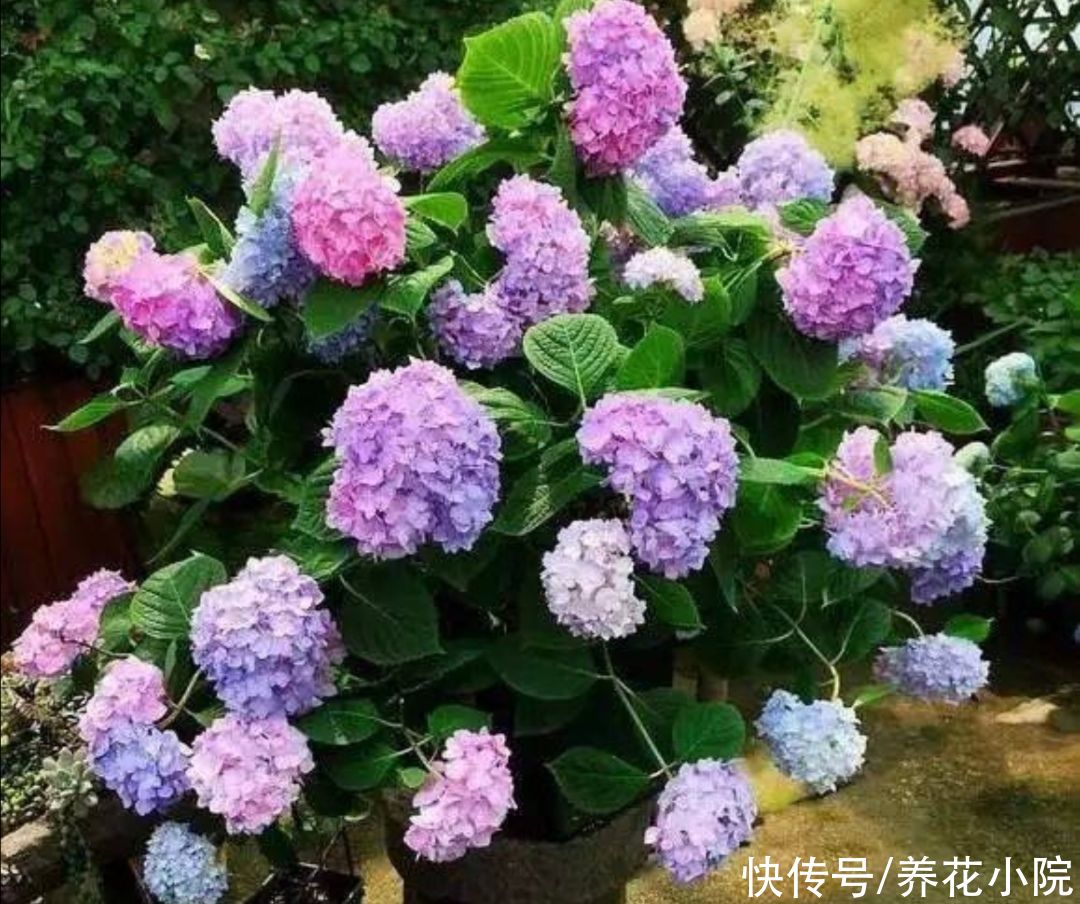花卉|绣球还不开花，及时做对3件事，一段时间后花团锦簇