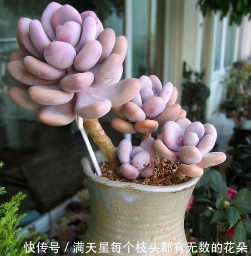 光照|多肉盆栽，天冷不上色怎么办？关小黑屋叶子1个月就变糖果色