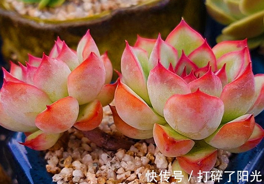 唐印|看到5种多肉,仿佛置身优美景色之中,满目都是美不胜收