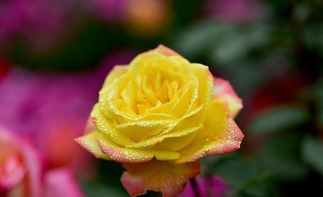 复合肥|夏天养月季不能施肥别搞错，会错失好几拨花开