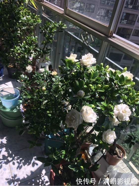 君子兰|3种植物是老酒鬼,一喝啤酒就疯长,根本不用施肥!