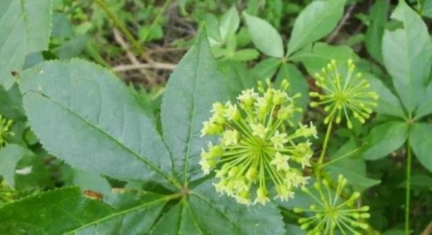 野草|这东西,价值不输人参,昔日千金不换,如今沦为杂草,可惜了