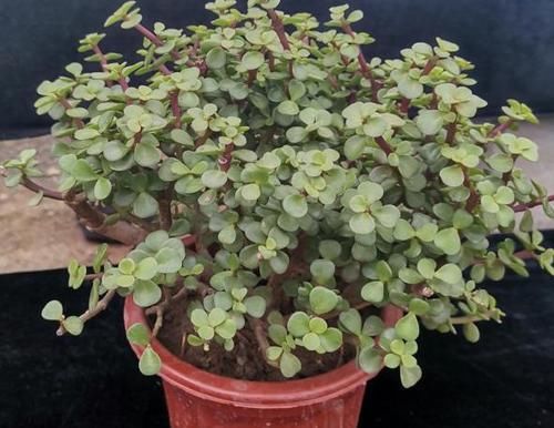 想将金枝玉叶养成身价高、颜值高盆景？3个技巧，凹出美丽造型