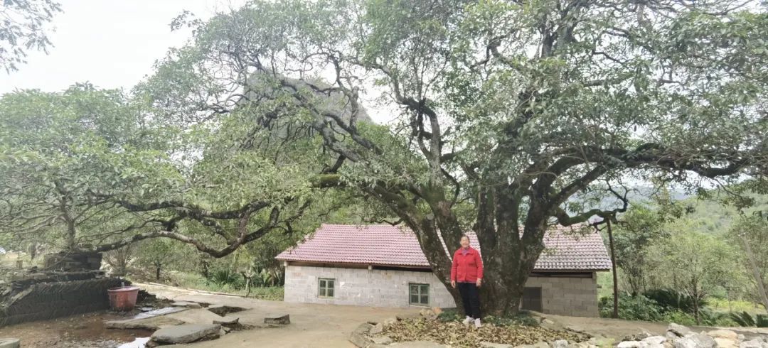 桂林这棵老桂花树多了个“女儿”