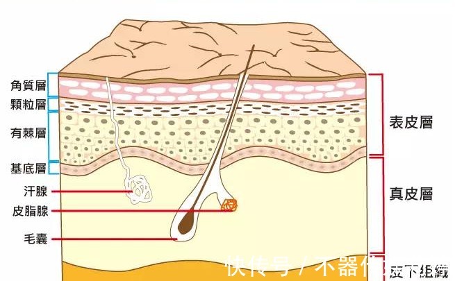 分子量|硬核干货!怎么去眼纹最有效?黑科技造就高“眼”值!