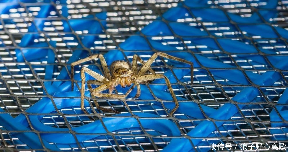 蚊子整晚嗡嗡叫,只需几个小方法,一觉安睡到天亮