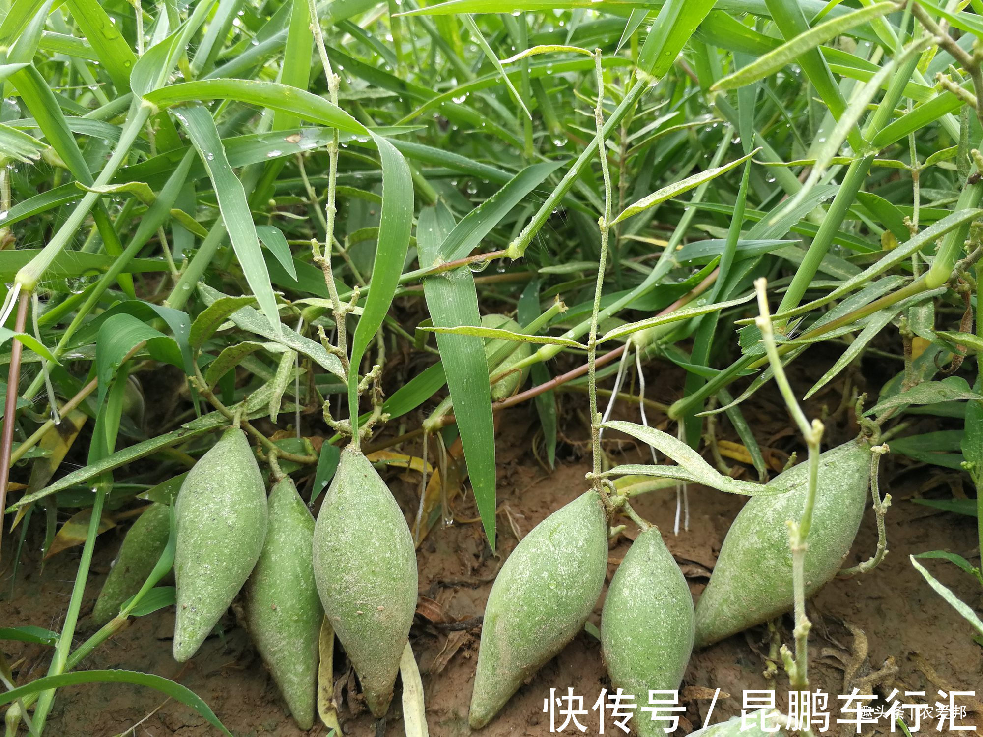 农爱邦|这种“瓜”长相很是奇特,如今市场上卖的相当贵!你哪还有吗?