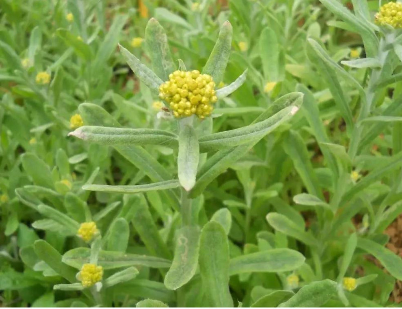 死对头|农村这种野菜是高血压“死对头”，每天吃几口，血压都可稳如泰山