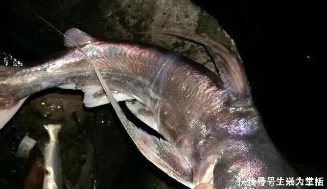 此鱼“碰不得”,以后再钓到这种鱼要格外小心,本地人叫骨鱼