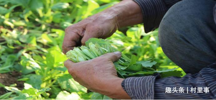 面积|宅基地确权时，院子如何确权房屋外的土地又该如何确权呢