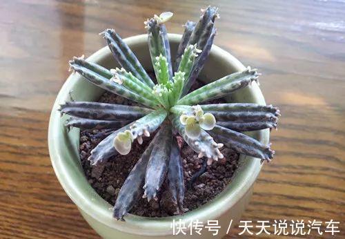 养不死的多肉排名,入坑必选,普货练手不怕浪费