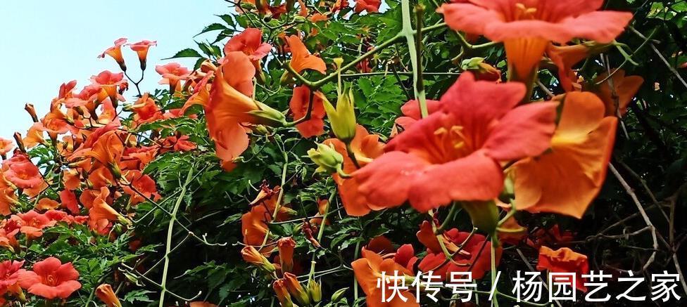 邻居|一棵凌霄花，两家好邻居闹情绪，凌霄花错了吗