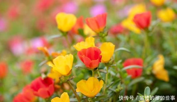 随便|此6种花随便养,大肥大水大太阳,开成大花球