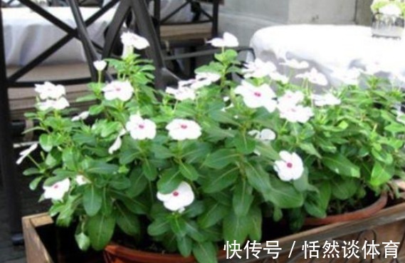 早上和晚上“浇花”大有区别，很多人都浇错了，难怪花草长不好