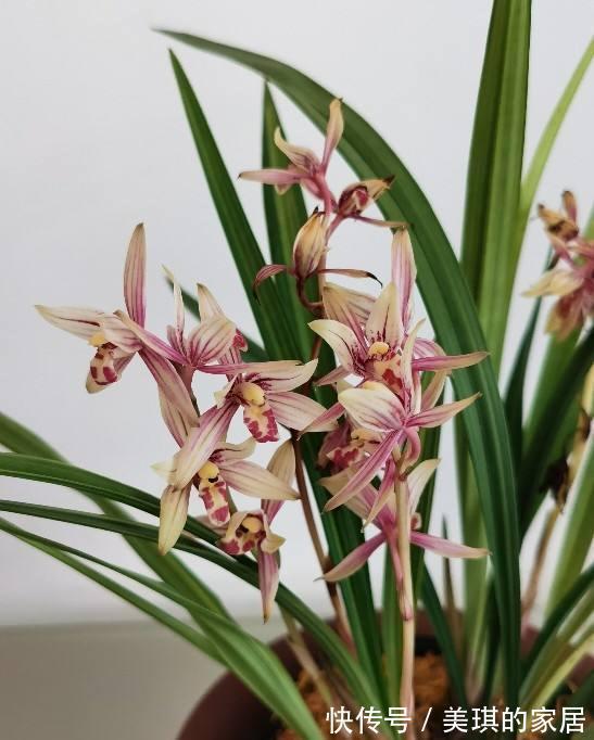 5种“富贵花”，客厅养一盆，贵气又吉利，有钱人家都爱养