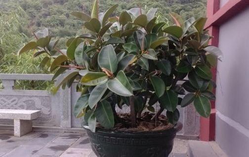 房屋采光差,通风不畅,养上3种花,空气1级棒,养护更简单