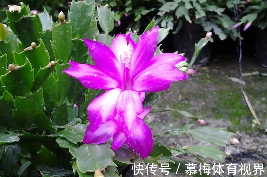 蟹爪兰度夏如渡劫，日常盆栽做好此3点，秋凉才能呼呼窜花苞