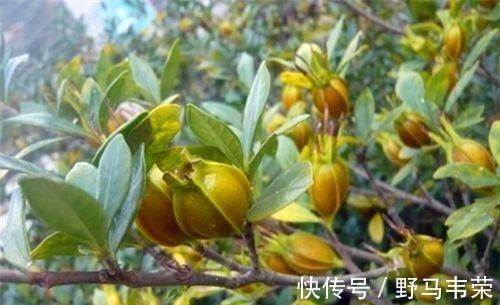 排毒养颜|会吃的人最健康,3种食物离不开,排毒养颜,有益健康!