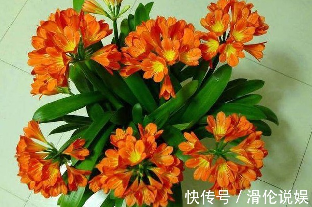 花盆底下埋上它，君子兰蟹爪兰叶片肥厚绿油油，非常漂亮