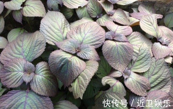 点状腺|此几种盆栽,超级好养,花色漂亮,花香四溢,养护简单,花香爆盆