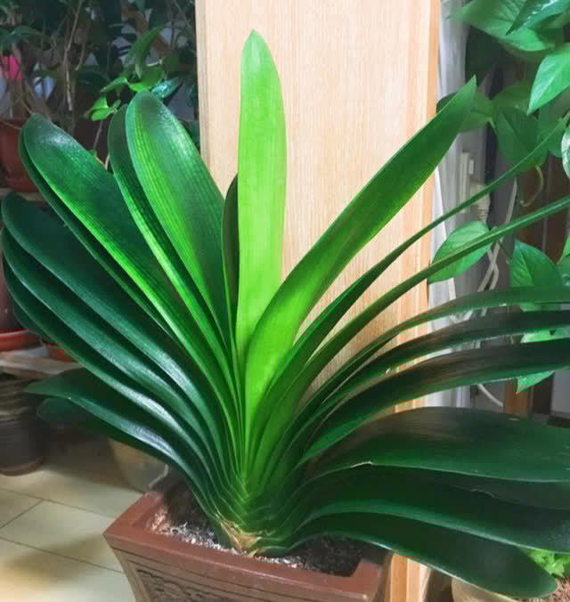 春天君子兰，能长8片叶？很简单，满足4个小条件就好啦