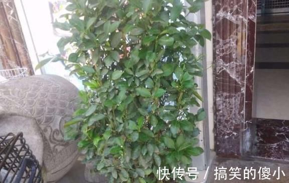 夹竹桃|5种有毒的花卉盆栽，如果家中养了，赶快处理，不要掉以轻心