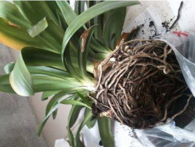 君子兰|养花不想用肥料那就捡“1袋它”,花盆里垫“5个”,花卉不缺肥